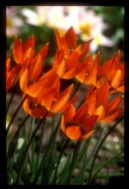 Tulipa orphanidea 'Whittalii'