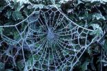 spiderweb in frost PJA 4880